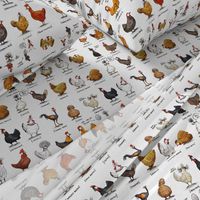 Chickens of the World - fabric, by Rebel Challenger