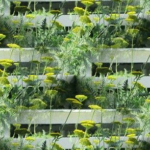 Yarrow and Fence | Seamless Herb Garden Photo Print