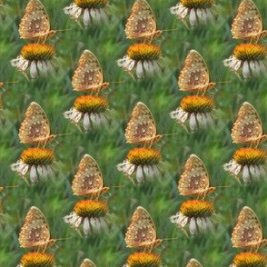 Butterfly on Coneflower | Seamless Prairie Photo Print