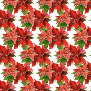 Poinsettias