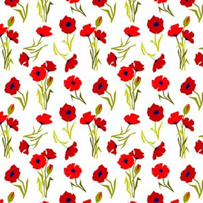 Red poppies on white