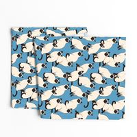 Siamese Cats Crowd on blue (Large scale)