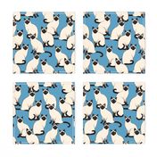 Siamese Cats Crowd on blue (Large scale)