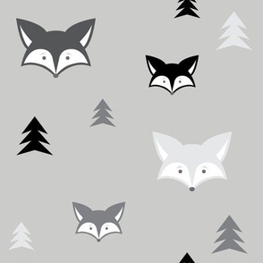 Grey Foxes