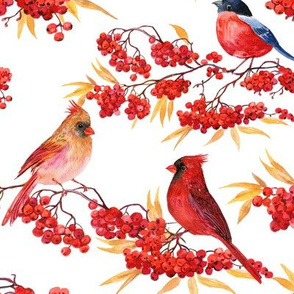 birds and Rowan