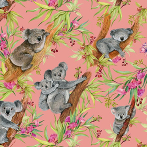 cute koalas