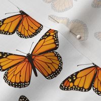 Monarch Butterflies Tossed on White