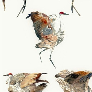 Sandhill Cranes Courting