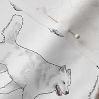 Trotting Siberian Husky border vertical - white