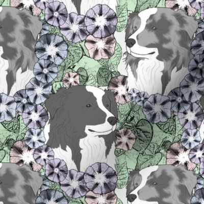 Floral Australian Shepherd bicolor portraits