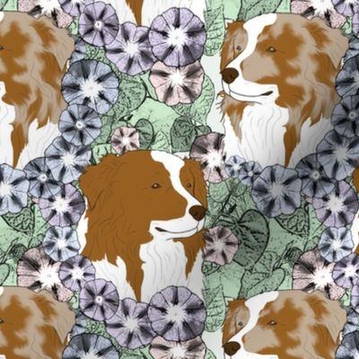 Floral Australian Shepherd bicolor portraits B