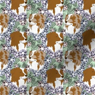 Small Floral Australian Shepherd bicolor portraits B