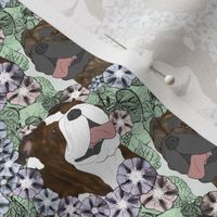 Small Floral brindle Bulldog portraits