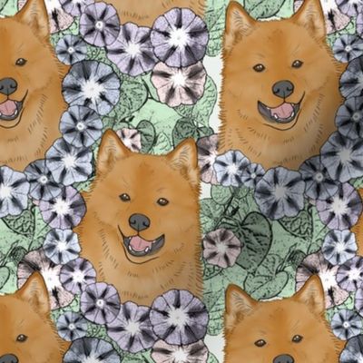 Floral Finnish Spitz portraits