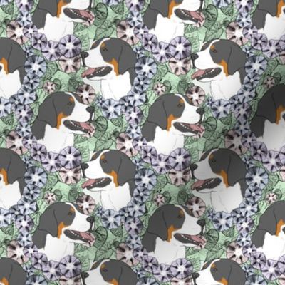 Small Floral Greater Swiss Mountain Dog portraits