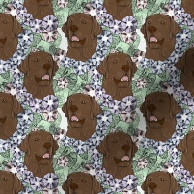 Small Floral chocolate Labrador Retriever portraits