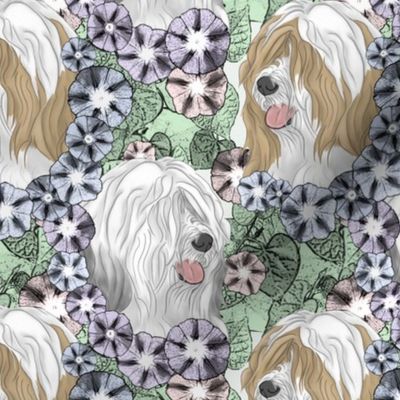 Floral Tan White Tibetan terrier portraits