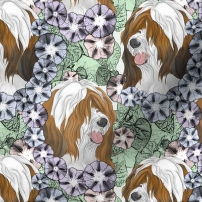 Floral Red white Tibetan terrier portraits