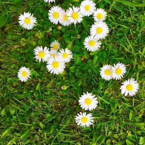 Daisies