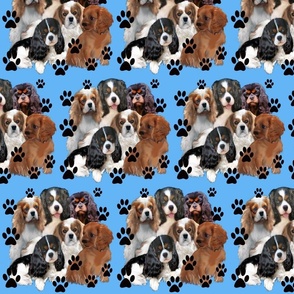 cavaliers alll colors blue background