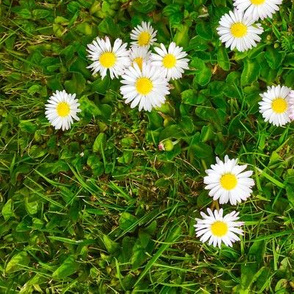 Daisies on Grass medium