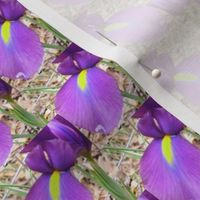 Flashy Iris Petal | Floral Photo Print