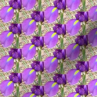 Flashy Iris Petal | Floral Photo Print