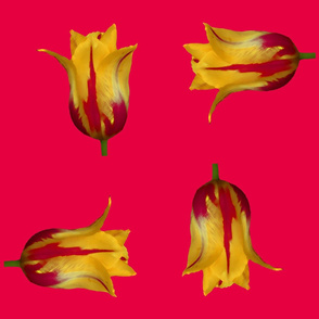 four tulips - deep coral