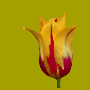 Giant Tulip - bright olive