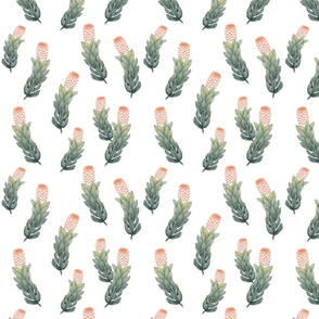 Protea_Upright_Peach_SoftGreen