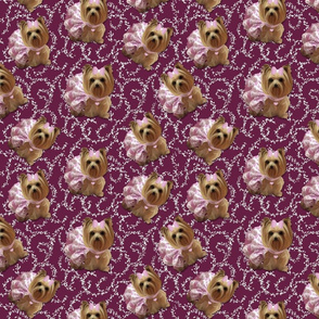 Yorkie - Plum Pretty