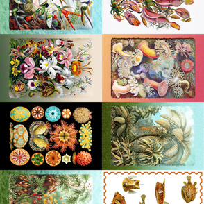 Haeckel's color plates