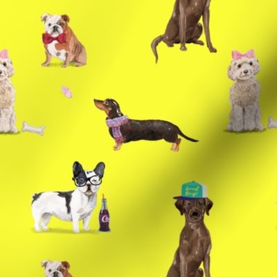 Dogs of Insta // Yellow