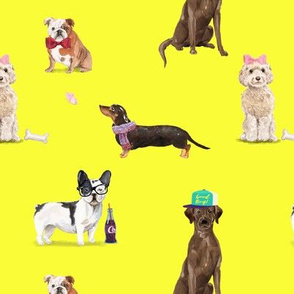 Dogs of Insta // Yellow