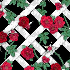 Crimson red roses on white lattice over black