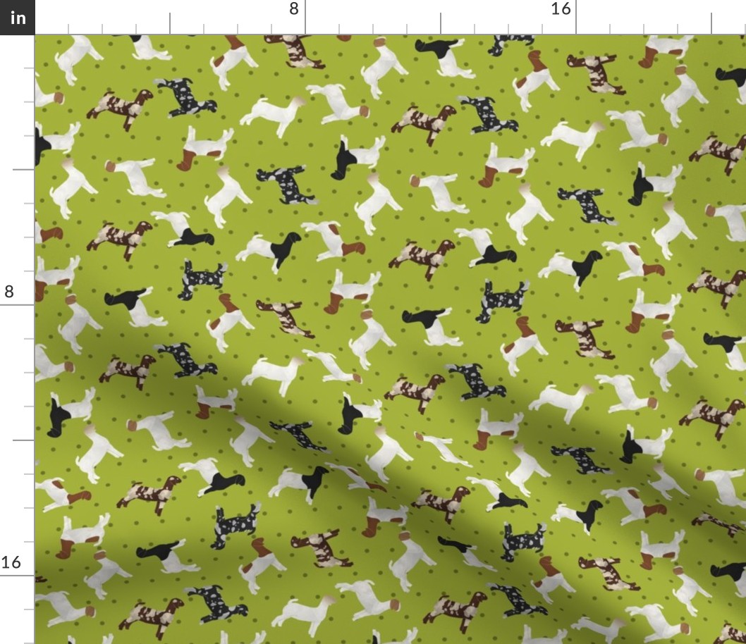 Goats Mixed Breed lime Polkadot