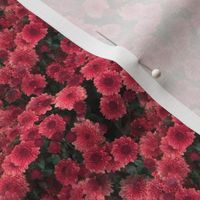 Rich Pink Chrysanthemums | Seamless Floral Photo Print
