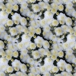 Lacy Lattice Chrysanthemums | Seamless Photo Floral Print