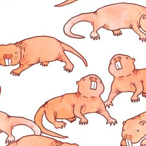 Large Naked Mole Rats