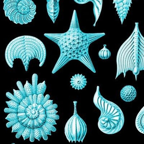 Haeckel's Thalamphora sea shells turquoise