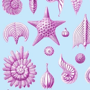 Haeckel's Thalamphora sea shells purple