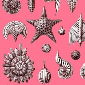 Haeckel's Thalamphora sea shells coral pink