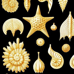 Haeckel's Thalamphora sea shells gold
