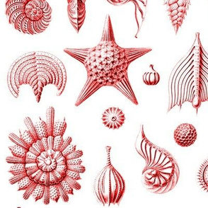 Haeckel's Thalamphora sea shells red