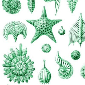 Haeckel's Thalamphora sea shells green