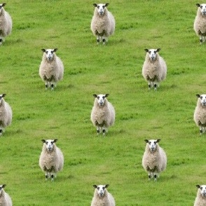 Scottish Sheep | Seamless Animal Photo Print