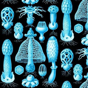 Haeckel's mushrooms turquoise