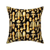 Haeckel's mushrooms black and gold