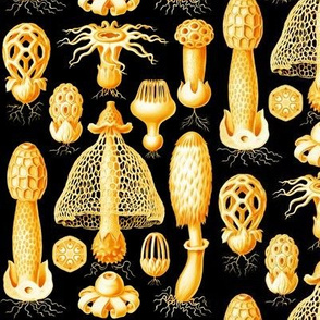 Haeckel's mushrooms black and gold