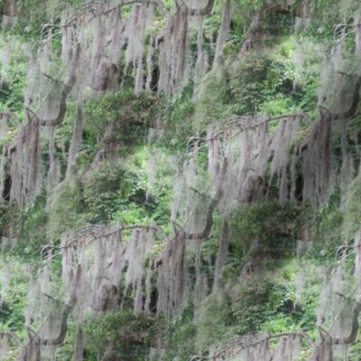 Spanish Moss | Seamless Photo Print